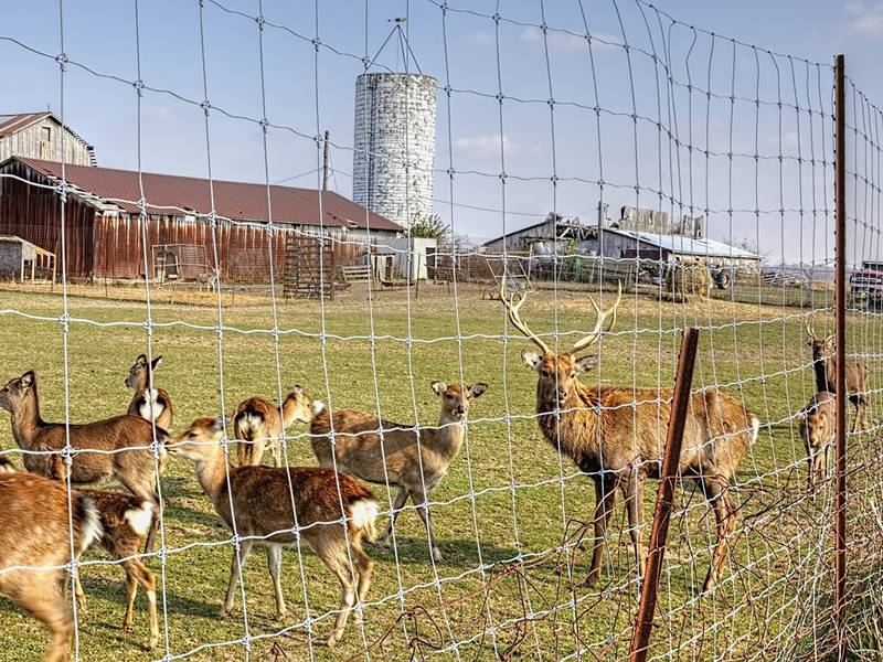 Deer fencing options